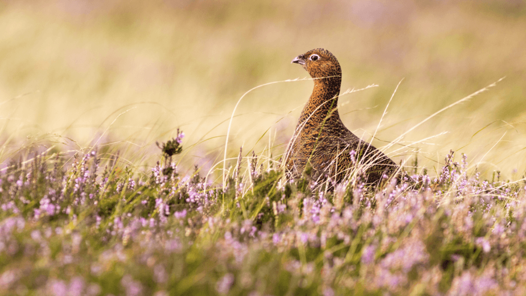 Yorkshire Wildlife - Go Yorkshire