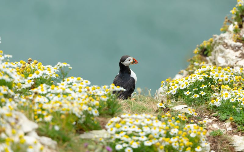 RSPB Bempton Cliffs